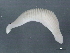  ( - 10PROBE-22566)  @12 [ ] CreativeCommons - Attribution (2010) CBG Photography Group Centre for Biodiversity Genomics