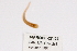  ( - 10PROBE-27133)  @12 [ ] CreativeCommons - Attribution (2010) CBG Photography Group Centre for Biodiversity Genomics