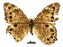  ( - BIOUG36551-H10)  @11 [ ] CreativeCommons - Attribution (2017) CBG Photography Group Centre for Biodiversity Genomics