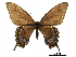  ( - BIOUG36855-A12)  @11 [ ] CreativeCommons - Attribution (2017) Jacopo D'Ercole Centre for Biodiversity Genomics