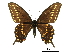  ( - BIOUG36855-B01)  @14 [ ] CreativeCommons - Attribution (2017) Jacopo D'Ercole Centre for Biodiversity Genomics