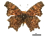  (Polygonia oreas - BIOUG36855-D08)  @11 [ ] CreativeCommons - Attribution (2017) CBG Photography Group Centre for Biodiversity Genomics