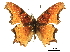  (Polygonia haroldi - BIOUG36855-D09)  @11 [ ] CreativeCommons - Attribution (2017) CBG Photography Group Centre for Biodiversity Genomics