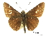 (Atrytonopsis deva - BIOUG36855-E01)  @11 [ ] CreativeCommons - Attribution (2017) CBG Photography Group Centre for Biodiversity Genomics