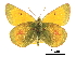  (Colias hecla - BIOUG36855-E05)  @11 [ ] CreativeCommons - Attribution (2017) CBG Photography Group Centre for Biodiversity Genomics