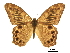  ( - BIOUG36855-E08)  @11 [ ] CreativeCommons - Attribution (2017) CBG Photography Group Centre for Biodiversity Genomics