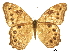  ( - BIOUG36855-E09)  @11 [ ] CreativeCommons - Attribution (2017) CBG Photography Group Centre for Biodiversity Genomics