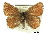  ( - BIOUG36855-F01)  @11 [ ] CreativeCommons - Attribution (2017) CBG Photography Group Centre for Biodiversity Genomics