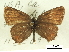  (Callophrys loki - BIOUG36855-F02)  @11 [ ] CreativeCommons - Attribution (2017) CBG Photography Group Centre for Biodiversity Genomics