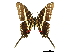  (Eurytides philolaus - BIOUG36855-G11)  @14 [ ] CreativeCommons - Attribution (2017) CBG Photography Group Centre for Biodiversity Genomics