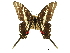  ( - BIOUG36855-G12)  @11 [ ] CreativeCommons - Attribution (2017) CBG Photography Group Centre for Biodiversity Genomics