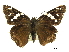  (Codatractus bryaxis - BIOUG36855-H01)  @13 [ ] CreativeCommons - Attribution (2017) CBG Photography Group Centre for Biodiversity Genomics
