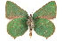  (Callophrys viridis - BIOUG36861-C11)  @11 [ ] CreativeCommons - Attribution (2018) CBG Photography Group Centre for Biodiversity Genomics