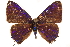  ( - BIOUG36861-D01)  @11 [ ] CreativeCommons - Attribution (2018) CBG Photography Group Centre for Biodiversity Genomics