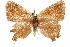  (Satyrium ilavia - BIOUG36861-D03)  @11 [ ] CreativeCommons - Attribution (2018) CBG Photography Group Centre for Biodiversity Genomics