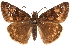  (Erynnis horatius - BIOUG36861-D08)  @15 [ ] CreativeCommons - Attribution (2018) CBG Photography Group Centre for Biodiversity Genomics
