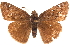  ( - BIOUG36861-E03)  @13 [ ] CreativeCommons - Attribution (2018) CBG Photography Group Centre for Biodiversity Genomics