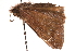  ( - BIOUG36861-E04)  @12 [ ] CreativeCommons - Attribution (2018) CBG Photography Group Centre for Biodiversity Genomics