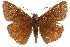  ( - BIOUG36861-E05)  @13 [ ] CreativeCommons - Attribution (2018) CBG Photography Group Centre for Biodiversity Genomics