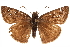  ( - BIOUG36861-E06)  @13 [ ] CreativeCommons - Attribution (2018) CBG Photography Group Centre for Biodiversity Genomics