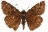  ( - BIOUG36861-E07)  @14 [ ] CreativeCommons - Attribution (2018) CBG Photography Group Centre for Biodiversity Genomics