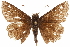  ( - BIOUG36861-E09)  @13 [ ] CreativeCommons - Attribution (2018) CBG Photography Group Centre for Biodiversity Genomics