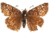  ( - BIOUG36861-E10)  @13 [ ] CreativeCommons - Attribution (2018) CBG Photography Group Centre for Biodiversity Genomics