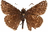  ( - BIOUG36861-E12)  @14 [ ] CreativeCommons - Attribution (2018) CBG Photography Group Centre for Biodiversity Genomics