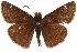  ( - BIOUG36861-F01)  @13 [ ] CreativeCommons - Attribution (2018) CBG Photography Group Centre for Biodiversity Genomics