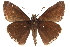  (Gesta - BIOUG36861-F10)  @15 [ ] CreativeCommons - Attribution (2018) CBG Photography Group Centre for Biodiversity Genomics