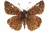  ( - BIOUG36861-G05)  @14 [ ] CreativeCommons - Attribution (2018) CBG Photography Group Centre for Biodiversity Genomics