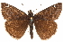  ( - BIOUG36861-G06)  @15 [ ] CreativeCommons - Attribution (2018) CBG Photography Group Centre for Biodiversity Genomics