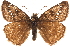  (Erynnis propertius - BIOUG36861-G07)  @15 [ ] CreativeCommons - Attribution (2018) CBG Photography Group Centre for Biodiversity Genomics