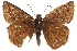  ( - BIOUG36861-G10)  @14 [ ] CreativeCommons - Attribution (2018) CBG Photography Group Centre for Biodiversity Genomics