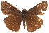  ( - BIOUG36861-G11)  @14 [ ] CreativeCommons - Attribution (2018) CBG Photography Group Centre for Biodiversity Genomics