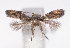  (Perittia gnoma - DP09135)  @12 [ ] Copyright (2010) Unspecified Research Collection of W. and J. De Prins