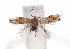  (Perittia spatulata - DP09138)  @13 [ ] Copyright (2010) Unspecified Research Collection of W. and J. De Prins