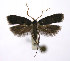  (Protolychnis maculata - DP09145)  @13 [ ] Copyright (2010) Unspecified Research Collection of W. and J. De Prins
