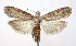  (Lamoria imbella - DP09149)  @14 [ ] Copyright (2010) Unspecified Research Collection of W. and J. De Prins