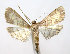  (Cnaphalocrocis poeyalis - DP09150)  @14 [ ] Copyright (2010) Unspecified Research Collection of W. and J. De Prins