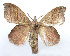  (Leipoxais makomona - DP09160)  @15 [ ] Copyright (2010) Unspecified Research Collection of W. and J. De Prins