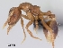  (Strumigenys ludovici - CASENT0053722-D01)  @13 [ ] Unspecified (default): All Rights Reserved  Unspecified Unspecified