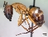  (Camponotus daraina - CASENT0053799-D01)  @13 [ ] CreativeCommons - Attribution Non-Commercial No Derivatives (2011) Brian Fisher California Academy of Sciences