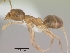  (Technomyrmex fisheri - CASENT0053815-D01)  @13 [ ] Unspecified (default): All Rights Reserved  Unspecified Unspecified