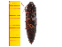  ( - Mcetc4)  @12 [ ] Copyright (2013) Unspecified Specimen depository of the Graduate School of Natural Sciences, Nagoya City University