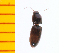  ( - Otel2)  @13 [ ] Copyright (2013) Unspecified Specimen depository of the Graduate School of Natural Sciences, Nagoya City University