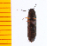  ( - Lapp1)  @12 [ ] Copyright (2013) Unspecified Specimen depository of the Graduate School of Natural Sciences, Nagoya City University