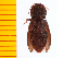  ( - Ascrs1)  @12 [ ] Copyright (2013) Unspecified Specimen depository of the Graduate School of Natural Sciences, Nagoya City University