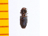  (Oedostethus kohnoi - Okoh1)  @12 [ ] Copyright (2013) Unspecified Specimen depository of the Graduate School of Natural Sciences, Nagoya City University