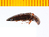  ( - Mamaa1)  @12 [ ] Copyright (2013) Unspecified Specimen depository of the Graduate School of Natural Sciences, Nagoya City University